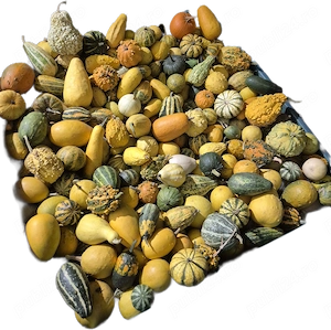 Dovleci ornamentali