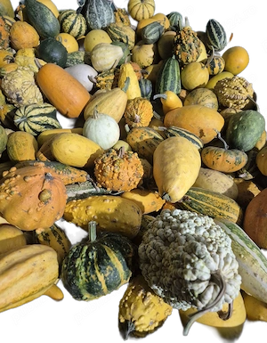 Dovleci ornamentali