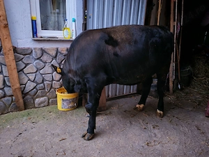 Vând vitica  ANGUS 1 an și 2 luni - imagine 2