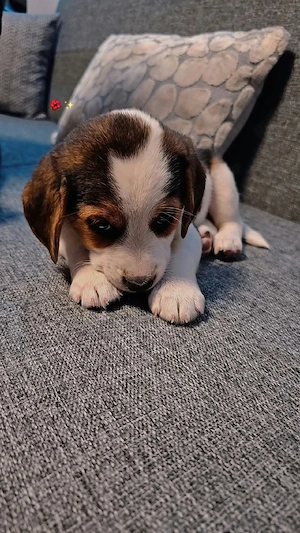 Vând Beagle femela