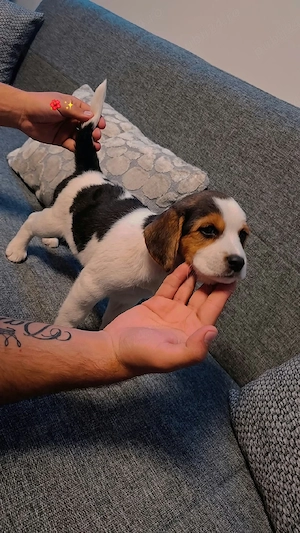 Vând Beagle femela - imagine 2