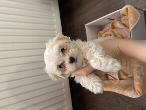 Vând pui de bichon maltez ! - imagine 3