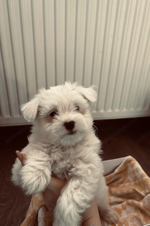 Vând pui de bichon maltez ! - imagine 2