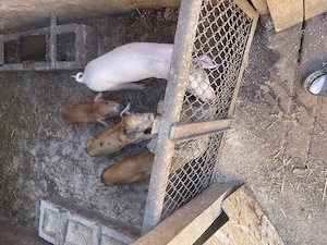 Disponibili purcei spre vânzare 