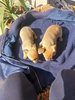 catelusi chihuahua