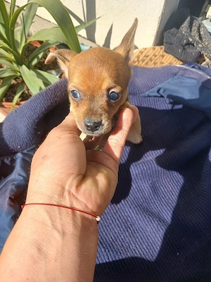catelusi chihuahua - imagine 2