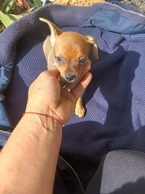 catelusi chihuahua - imagine 5