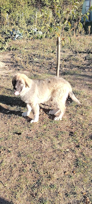 Câini de pază și apărare 