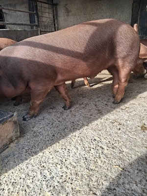 de vanzare un mascul 45..50 kg rasă duroc - imagine 2