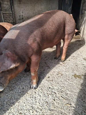 de vanzare un mascul 45..50 kg rasă duroc - imagine 3