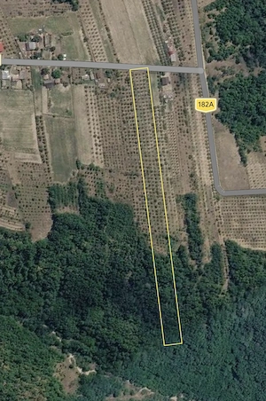 9177 MP LA ASFALT | 1767 mp intravilan + livadă Stanley pe rod | Ceretu, Dănicei,jud. Vâlcea  - imagine 2