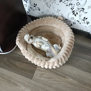 Vand catelusa Chihuahua - imagine 2