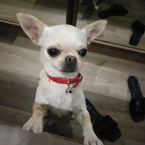 Vand catelusa Chihuahua
