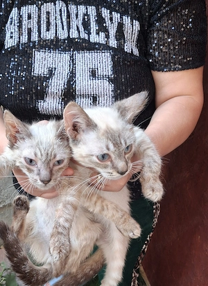 Fetiță și baiețel Ragdoll