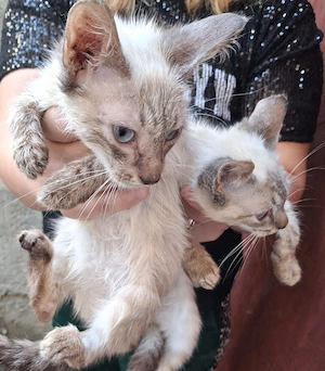 Fetiță și baiețel Ragdoll - imagine 2