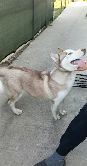 Caine Husky!! Cauta stăpân!! - imagine 2