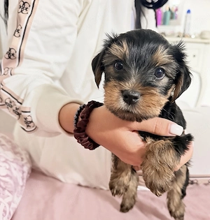 Femela Yorkshire Terrier Toy - imagine 3
