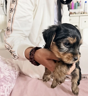 Femela Yorkshire Terrier Toy