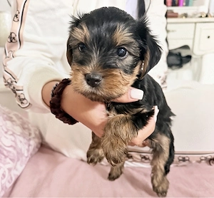 Femela Yorkshire Terrier Toy - imagine 2