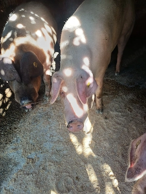 de vanzare 2 porci la 270 kg porci crescuti mancare bio - imagine 2