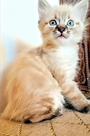 Ragdoll linx point 