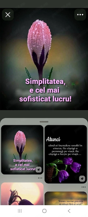 Motanel.frumusel la oferta - imagine 4