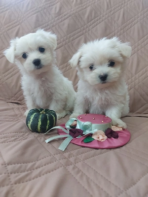 Catelusi Bichon Maltez talie mica