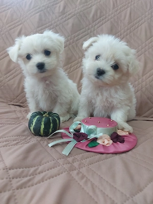 Catelusi Bichon Maltez talie mica - imagine 2