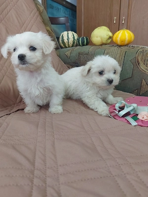Catelusi Bichon Maltez talie mica - imagine 3