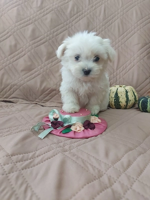 Catelusi Bichon Maltez talie mica - imagine 4