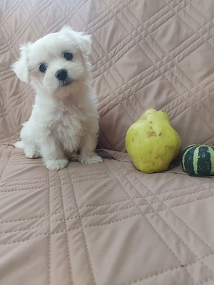 Catelusi Bichon Maltez talie mica - imagine 5