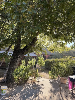 Casă mobilată + 3.000 mp teren | 55 m front | 1 km de Dunăre   Rast, Dolj - imagine 7