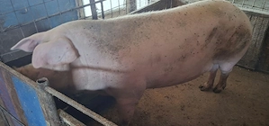 Vind porci - imagine 2