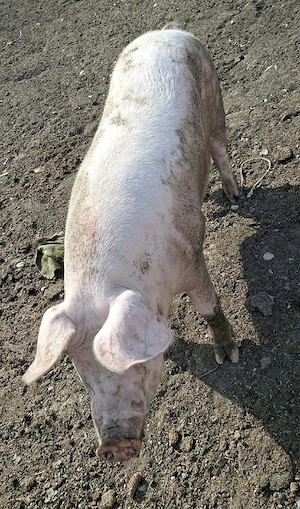 Vind porci - imagine 4