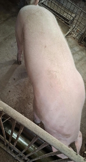 Vind porci - imagine 3