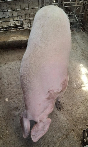 Vind porci - imagine 5