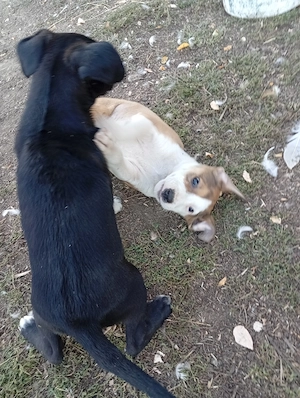 Pui Amstaff gratis