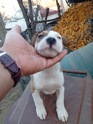 Pui Amstaff gratis - imagine 4