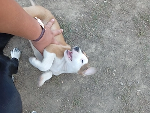Pui Amstaff gratis - imagine 3