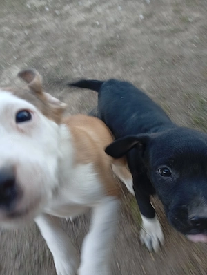Pui Amstaff gratis - imagine 2