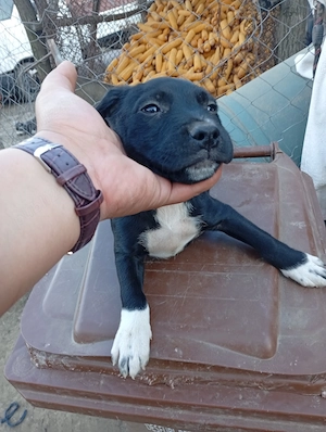 Pui de adopție Amstaff 