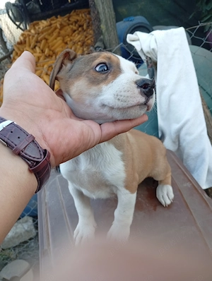 Pui de adopție Amstaff  - imagine 3