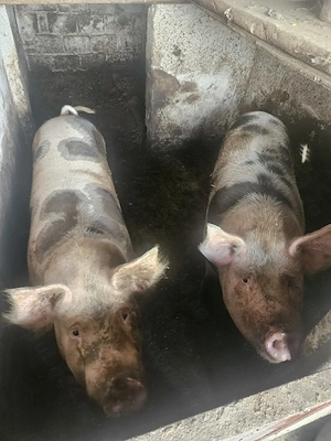 2 porci grasi de vanzare