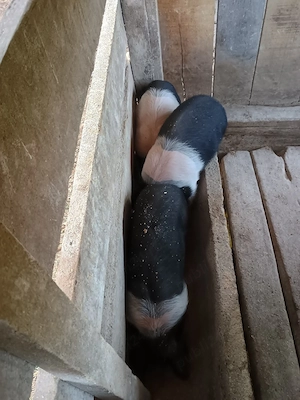 disponibil purceii Bazna de 7 săptămâni 2masvuli și 1fetită 