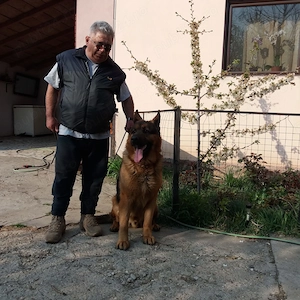 Pui ciobănesc german 