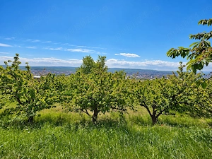 Teren intravialan 8.900 m  | Iris, Cluj-Napoca | 50   m 