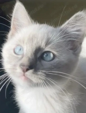 Fetiță și baiețel Ragdoll