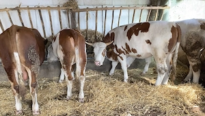 Vând viței de la 250 kg în sus