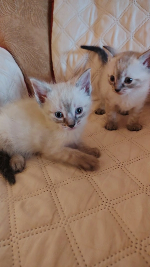 Fetițe și băieți Ragdoll  - imagine 2