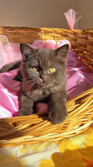 Pui British Shorthair chocolate 2 motănei, Felix și Flynn  Timișoara - imagine 3